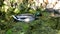 Pair of mallard ducks foraging for duckweed