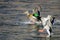 Pair of Mallard Ducks Landing on the Blue Water