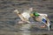 Pair of Mallard Ducks Landing on the Blue Water