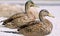 Pair of Mallard ducks resting side by side on land