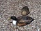 Pair of mallard ducks sitting on Greek seashore. Top view