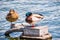 A pair of mallard ducks sleeping on the shorelines of San Francisco bay area, California