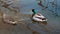 Pair of mallard ducks swim in the water on a pond in nature