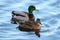 A Pair of Mallard Ducks Swimming on a Pond