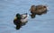 A Pair of Mallard Ducks Swimming Together