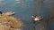 Pair of mallard wild ducks in their natural habitat near the shore on the pond