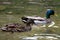 Pair of mallards Anas platyrhynchos swimming