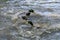 A pair of Mallards fighting on a lake in Sussex