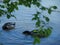 A Pair of Mallards fish in a Cove of Shallows