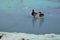 Pair of Mallards on an icy pond