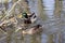 Pair of mallards, male and female, swimming on small pond in sunlight