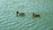 Pair of mallards move on the lake waters. The male is very colorful, the female is brown in color