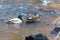 pair of mallards on the water - a male and female ducks