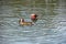 Pair of Mandarin ducks. Female has caught a frog