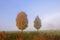 Pair of maple trees in the autumn mist.