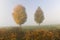Pair of maple trees in the autumn mist.