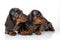 A pair of marble smooth-haired dachshund puppies got tired of th