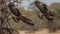 A pair of martial eagles soaring above created with Generative AI