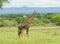 Pair of Masai Giraffe