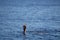 Pair of masculine hands sticks out of the sea water on a summer day, a gesture of a man who sinks, copy space