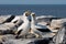 Pair of Masked White boobies sitting on the rocks. The Galapagos Islands. Birds. Ecuador.