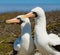 Pair of Masked White boobies sitting on the rocks. The Galapagos Islands. Birds. Ecuador.