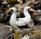 Pair of Masked White boobies sitting on the rocks. The Galapagos Islands. Birds. Ecuador.