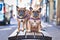 Pair of matching French Bulldog dogs standing on bench in city street