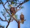 Pair of mated American Bald Eagles