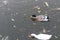 A pair of mated ducks foraging near recyclable garbage-Brown and white ducks in a pond-Crested duck drink water from a puddle