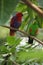 Pair of mated eclectus parrots