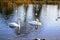 A pair of mated swans and other water birds