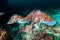 A pair of mating Cuttlefish on a dark coral reef in the Andaman Sea Richelieu Rock