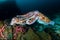 A pair of mating Cuttlefish on a dark coral reef in the Andaman Sea Richelieu Rock