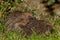 Pair of Mating European Hedgehogs