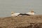 Pair of mating gannets facing away from each other