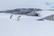 Pair of mating gentoo penguins in Antarctica