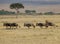 A pair of mating lions and Wildebeest herd