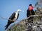 Pair of mating Magnificent frigates in breeding season