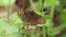 A pair of mating rare Heath Fritillary Butterfly, Melitaea athalia, perching on leaf in a woodland clearing in the UK.