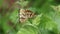 A pair of mating rare Heath Fritillary Butterfly, Melitaea athalia, perching on leaf in a woodland clearing in the UK.