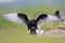 Pair of mating White-winged Black Tern birds on grassy wetlands in spring season