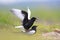 Pair of mating White-winged Black Tern birds on in spring season