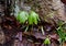 A pair of mayapple plants emerging in a spring forest.