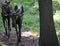 Pair of Meandering Moose that are Young