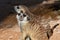 A pair of meerkats close up looking for food in the desert Suricata suricatta