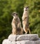 Pair of meerkats on lookout
