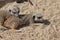 Pair of meerkats lying in the sand