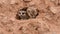 A pair of meerkats peeks outside of a hole Suricata suricatta