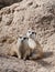 Pair of Meerkats Posing